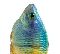 Aquarium