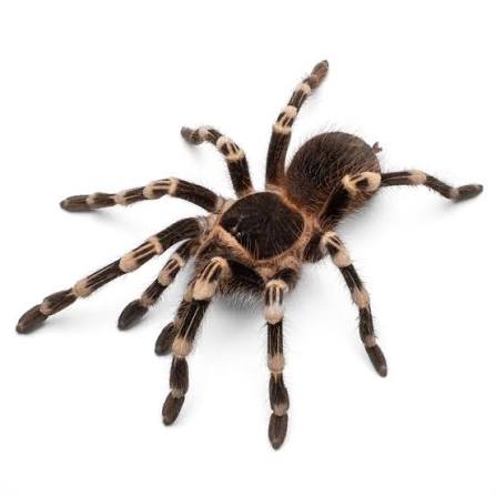 Giant White Knee Tarantula (Acanthoscurria geniculata) Female – 6.5cm