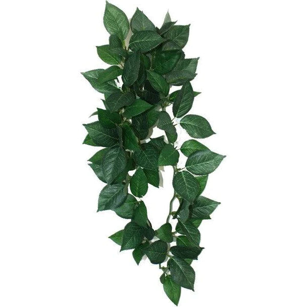 Ruskus Silk Plant