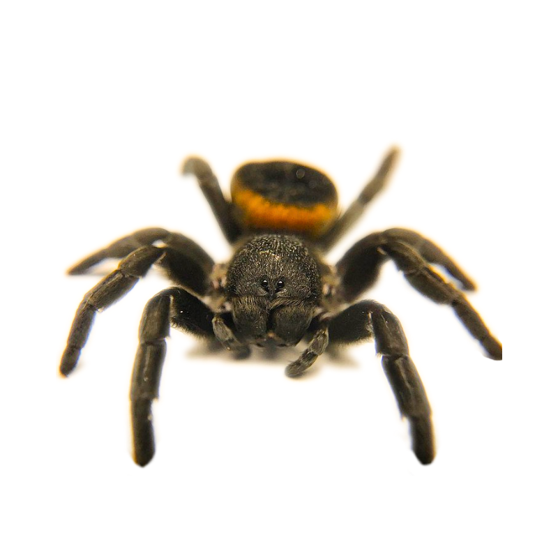 Orange Ring Tarantula (Holothele longipes) Sling – 0.5cm