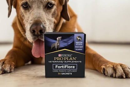 Dog looking at fortiflora sachet