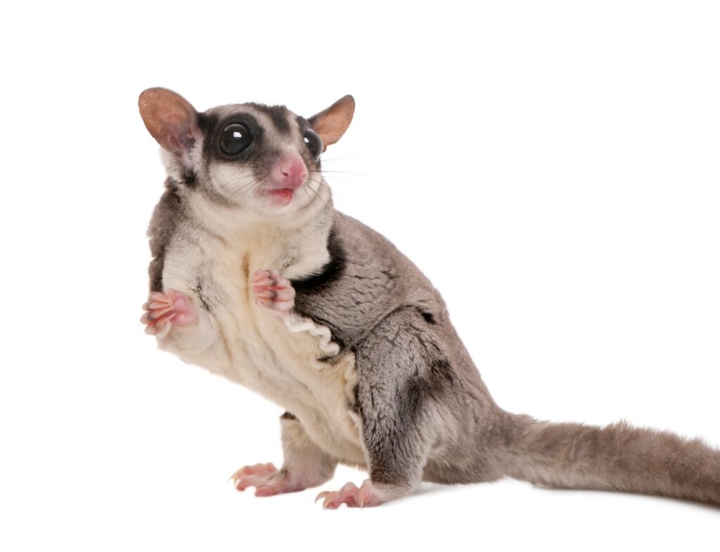 Sugar glider