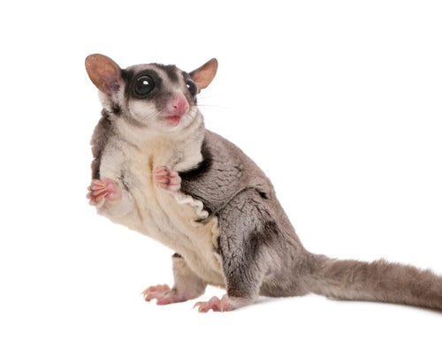 Sugar glider