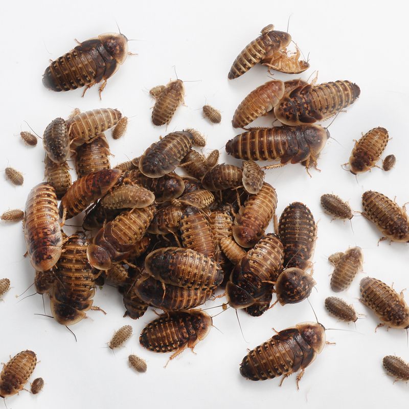 DUBIA SMALL 10G